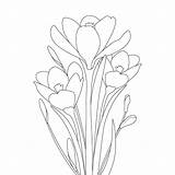 crocus flower coloring Page And With Saffron Hand Drawn Line Art  sketch template