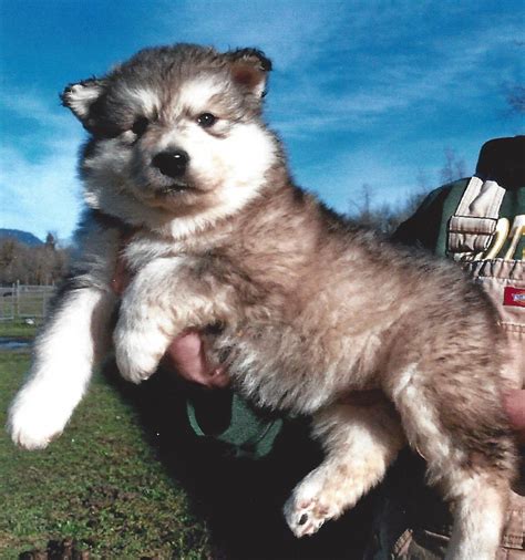 How Much Is Giant Alaskan Malamute