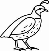 Quail coloring Page  Free Printable Coloring Pages sketch template