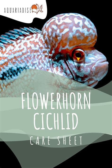 Flowerhorn Cichlid: The Ultimate Care Sheet