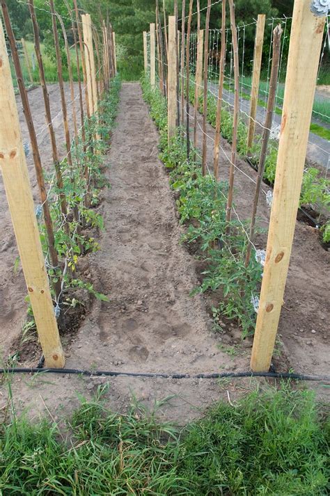 Tomatoes | Potager garden, Tomato garden, Vegetable garden design