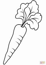 Carrot coloring Page  Free Printable Coloring Pages sketch template