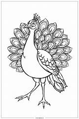 peacock Walking In Garden Coloring Page Free PDF&ampPNG Printable sketch template