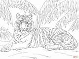 Sumatran Tiger Laying Down coloring page  Free Printable Coloring Pages sketch template
