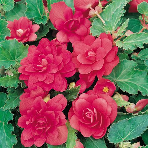 Begonia Illumination Trailing Collection | Mirror Garden Offers