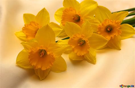 A bouquet of daffodils free image - № 29990