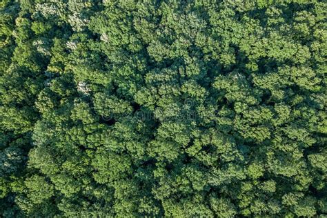 Aerial Top View Forest, Forest View from Above. Stock Image - Image of rainforest, nature: 117061267