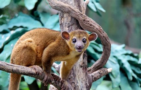 7 Images Kinkajou Facts For Kids And Review - Alqu Blog