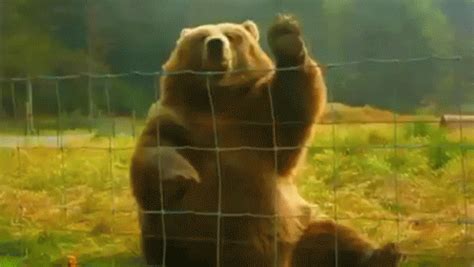 Animals Waving GIFs | Tenor