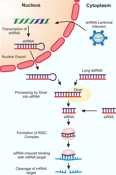 Schematic representation of RNAi silencing mechanism. For shRNA LOF... | Download Scientific Diagram