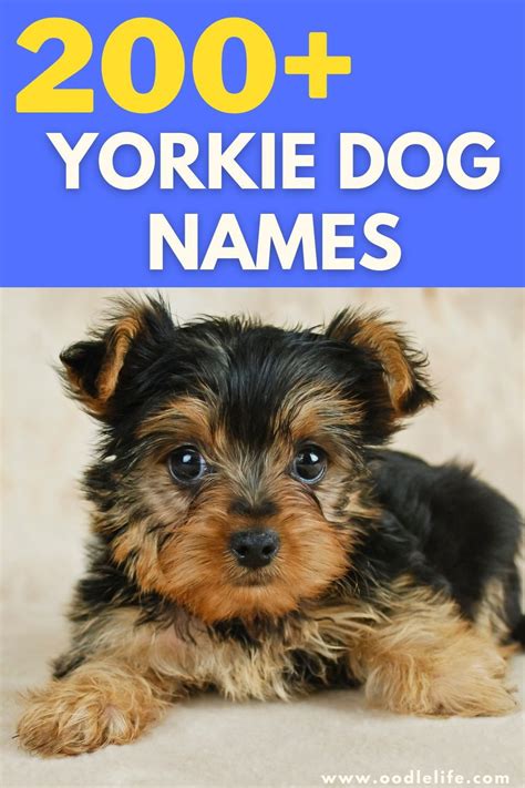 201 Best Yorkie Names (Male and Female) - Oodle Life | Yorkie names, Yorkie terrier, Yorkie