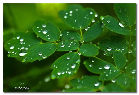 cohesion, adhesion | Drops of water on a plant, exhibiting c… | Flickr