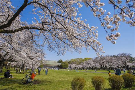 10 Best Cherry Blossom Spots in Tokyo - Where to See Cherry Blossoms in Tokyo? – Go Guides