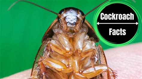 How To Get Rid Of Baby Roaches? A Simple Guide with Pictures - The ...