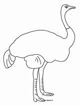 Free Printable Ostrich Coloring Pages For Kids sketch template
