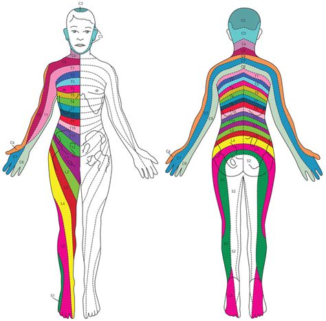 SPINE ANATOMY 101: THE HUMAN SPINE | Bonati Spine Institute