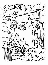 Lovely Platypus Coloring Page  Free Printable Coloring Pages sketch template