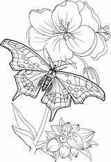 Large Print Coloring Pages For Adults sketch template