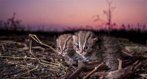 Turning the Spotlight on the Elusive Rusty-spotted Cat! - Wildlife SOS