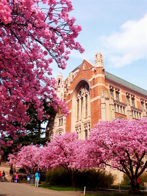 University of Washington and cherry blossoms. Always gorgeous. We are so proud and purple ...