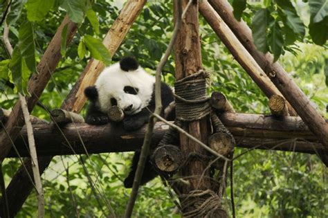 Baby Panda Sleeping jigsaw puzzle in Animals puzzles on ...