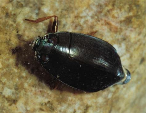 Whirligig Beetles | Missouri Department of Conservation