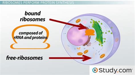 Ribosomes | Definition, Structure & Function - Lesson | Study.com