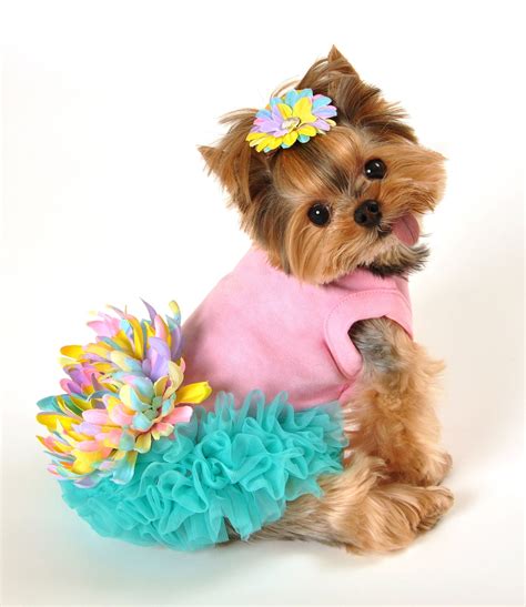 Dog Cute Clothes - Dog Cute 2021