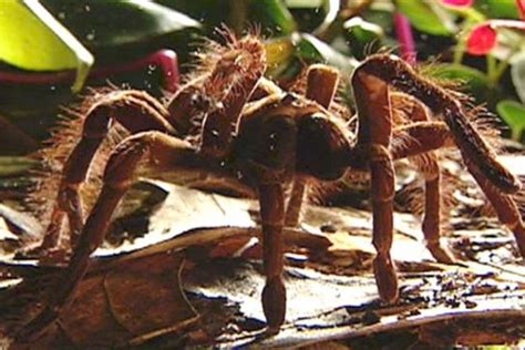 Goliath Bird Eating Spider Eating A Mouse