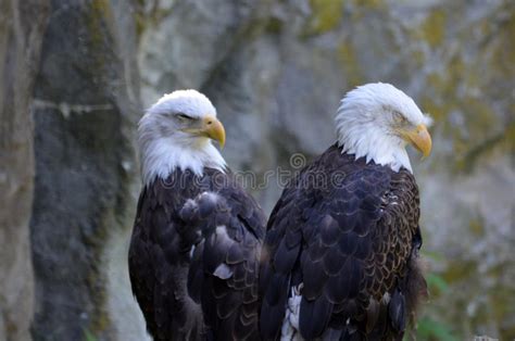 Great Pair of American Bald Eagles with Hooked Beaks Stock Image - Image of american, wildlife ...