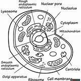Animal Cell Coloring Page  Easy Drawing Guides sketch template