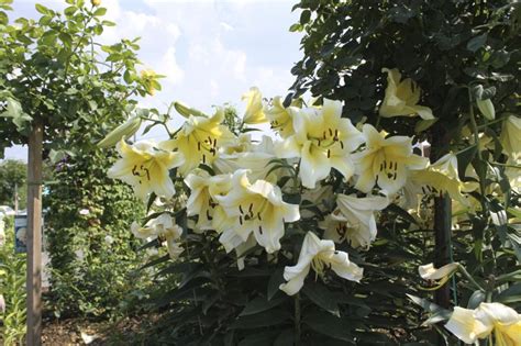 Bulbi crini inalti - Conca DÓr - STOC EPUIZAT | Plants, Lily