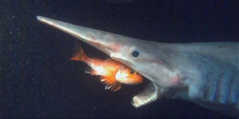 Meet the Species: Goblin Sharks. These rarely seen, deep-sea sharks win no prizes for beauty and ...