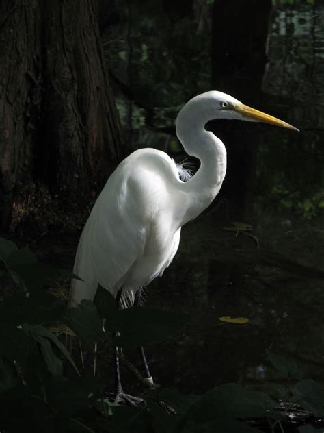 Free Images : wetlands, bird, wing, looking, wildlife, standing, zoo ...