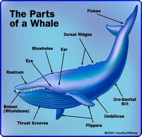 How Baleen Whales Work | HowStuffWorks