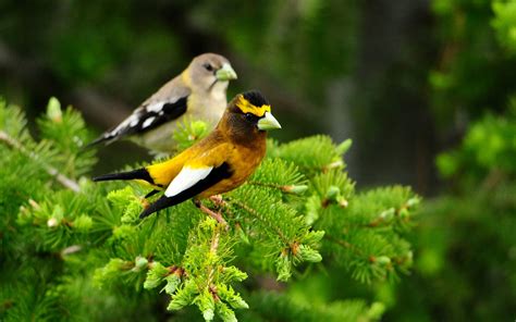 Hermosos pajarillos del bosque - Forrest amazing birds Gallery Photo Pictures