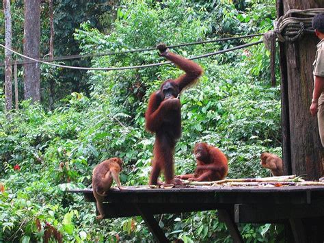 Malaysia's National Parks and Nature Reserves