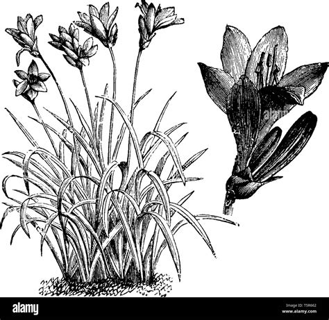 Hemerocallis or daylilies Stock Vector Images - Alamy