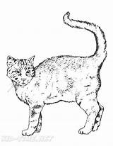 Realistic Cats Coloring Book Page  Home sketch template