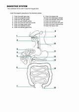 Printable Digestive System Coloring Page sketch template