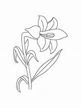 Free Lily Flower coloring Page  Download Print Or Color Online For sketch template