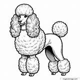 Poodle Coloring Drawing Pages Outline Dog Poodles Clipart Logging Print  sketch template