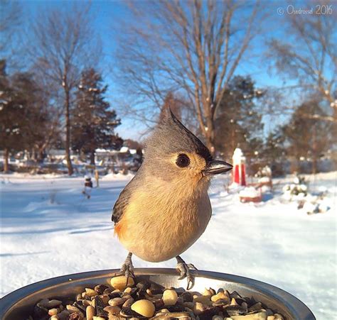 Photos of a Variety of Feeding Birds