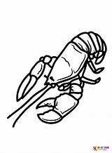 Lobster Coloring Pages  Free Printable PDF JPG PNG & Online sketch template