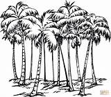 Some Of Coconut Palms coloring Page  Free Printable Coloring Pages sketch template