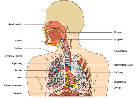 Organs Of The Respiratory System | Human Body Anatomy