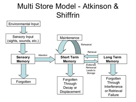 File:Information Processing Model - Atkinson & Shiffrin.jpg - Wikimedia Commons