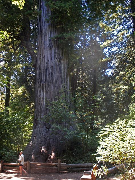 The Big Tree: Prairie Creek Redwoods State Park, California