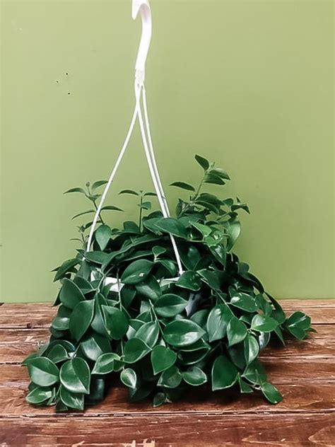 Lipstick Plant Hanging Basket ⋆ Mood Moss Flowers