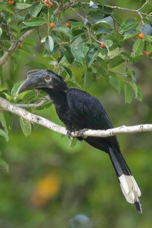 Black Hornbill – Singapore Birds Project